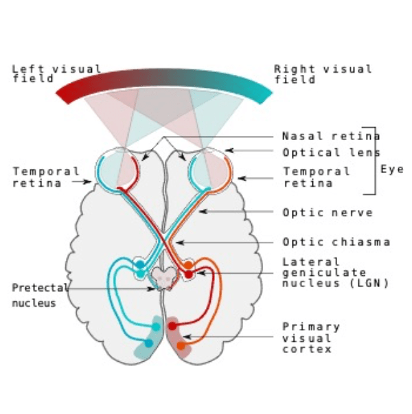 Magnocellular Pathway